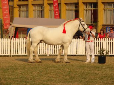 Pta skou 2009 019_1_th1.jpg